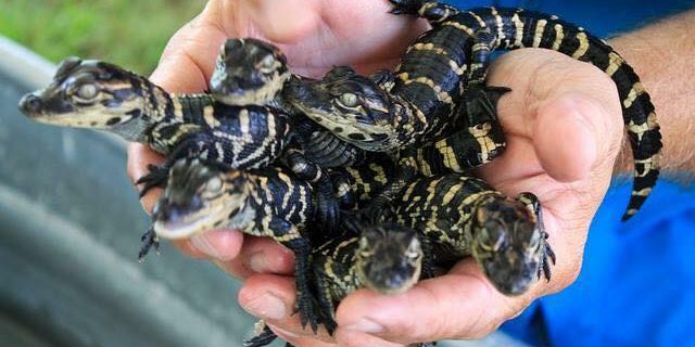 Baby Gator Pod