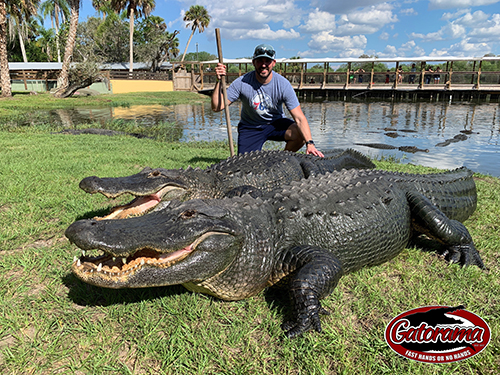 GATORAMA: BRAMIDOS, RUGIDOS E O ENCANTO DA VELHA FLÓRIDA