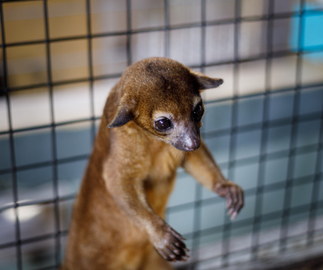 Kinkajou Kinkajou
