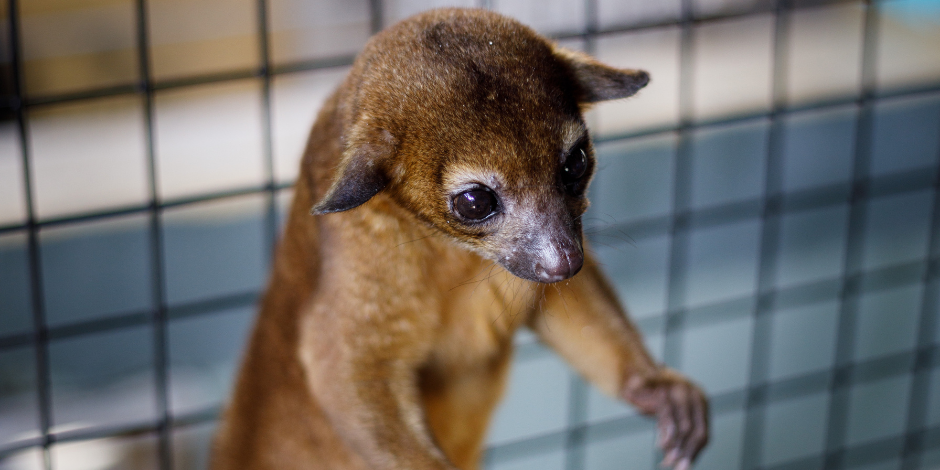 Kinkajou Kinkajou