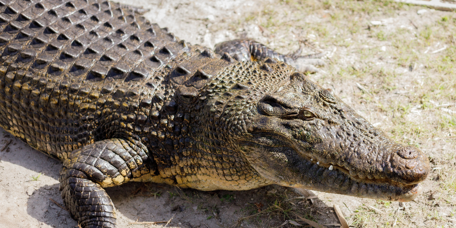 Gatorama-11