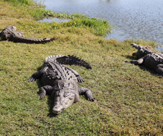 GATORAMA: BRAMIDOS, RUGIDOS E O ENCANTO DA VELHA FLÓRIDA