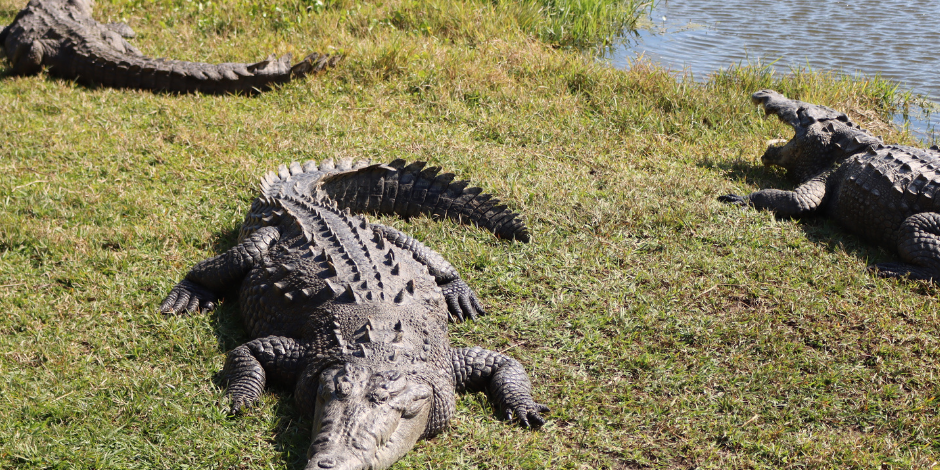 Gator Pond