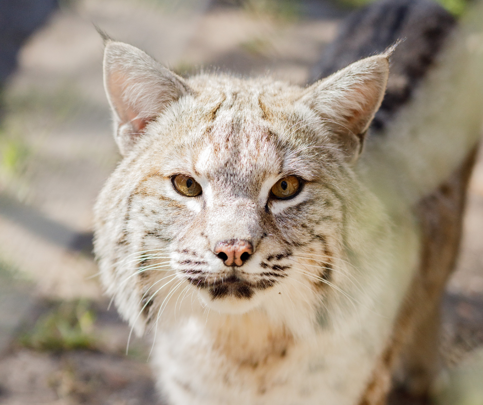 Bobcat