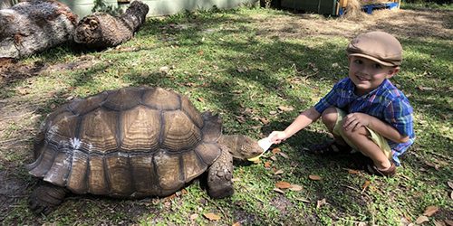 TORTOISE2
