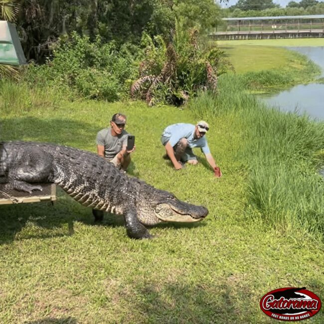 Major MacDill gets released at Gatorama