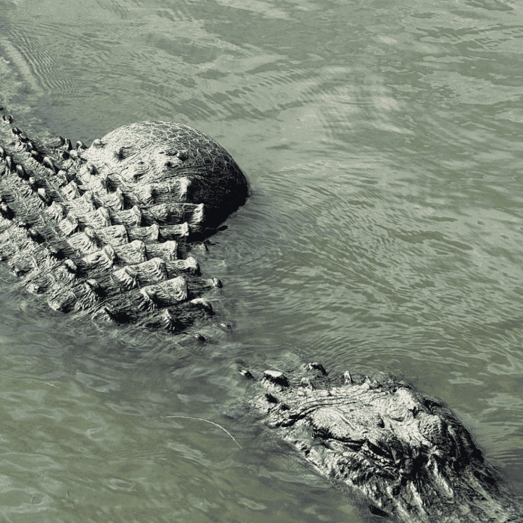 Brandon, the American Alligator, at Gatorama