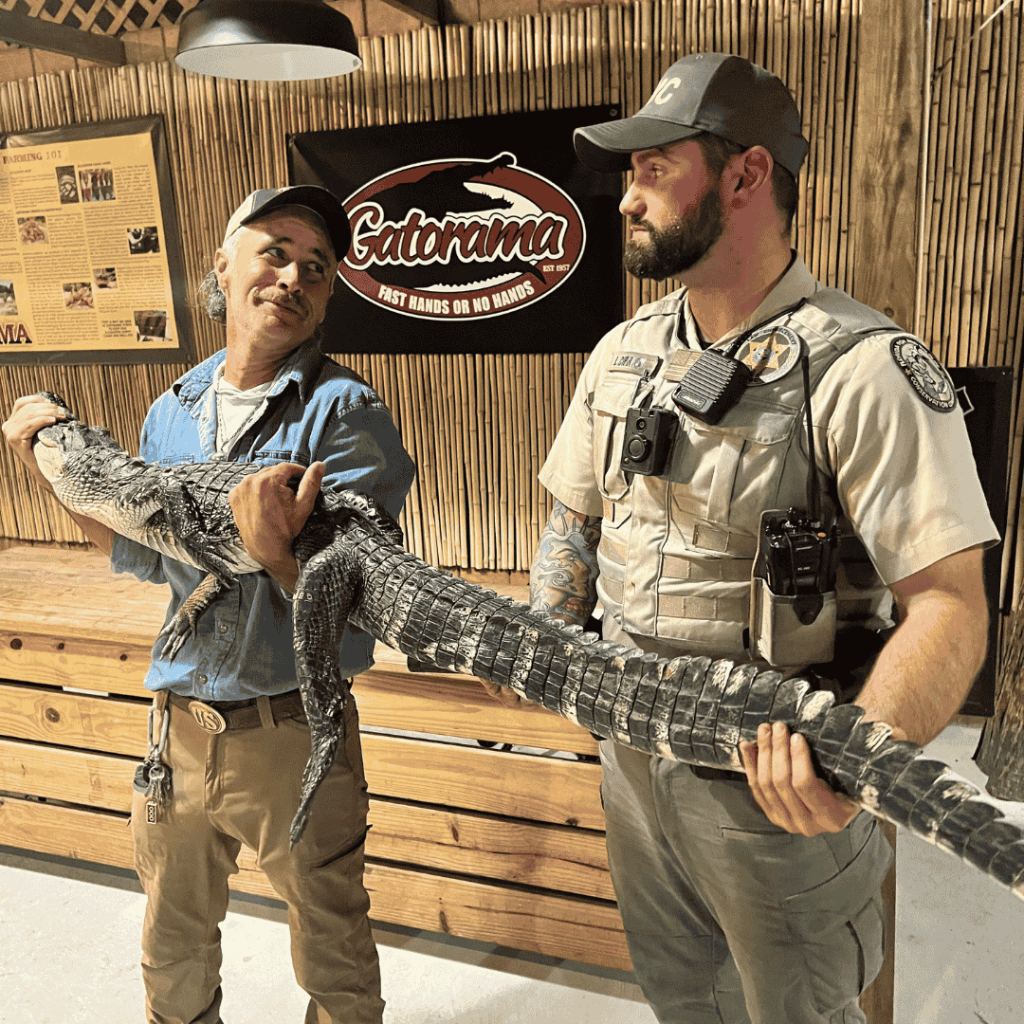 Georgie 'the taped gator' at Gatorama