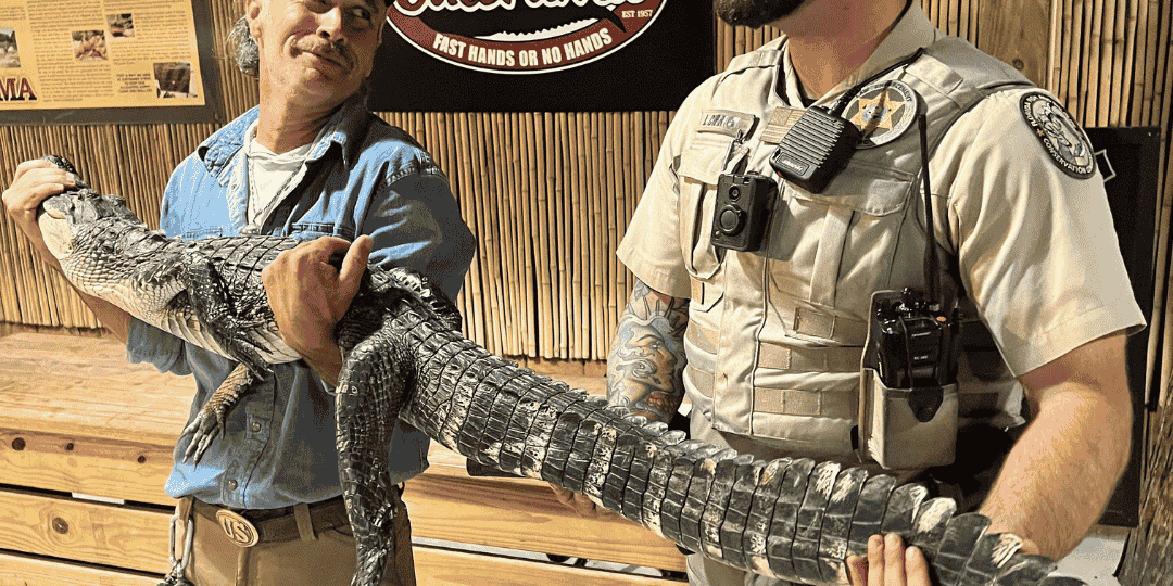 Georgie 'the taped gator' at Gatorama